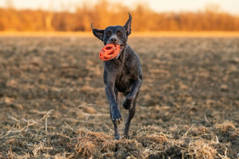 a dog that is running with a frisbee in it's mouth