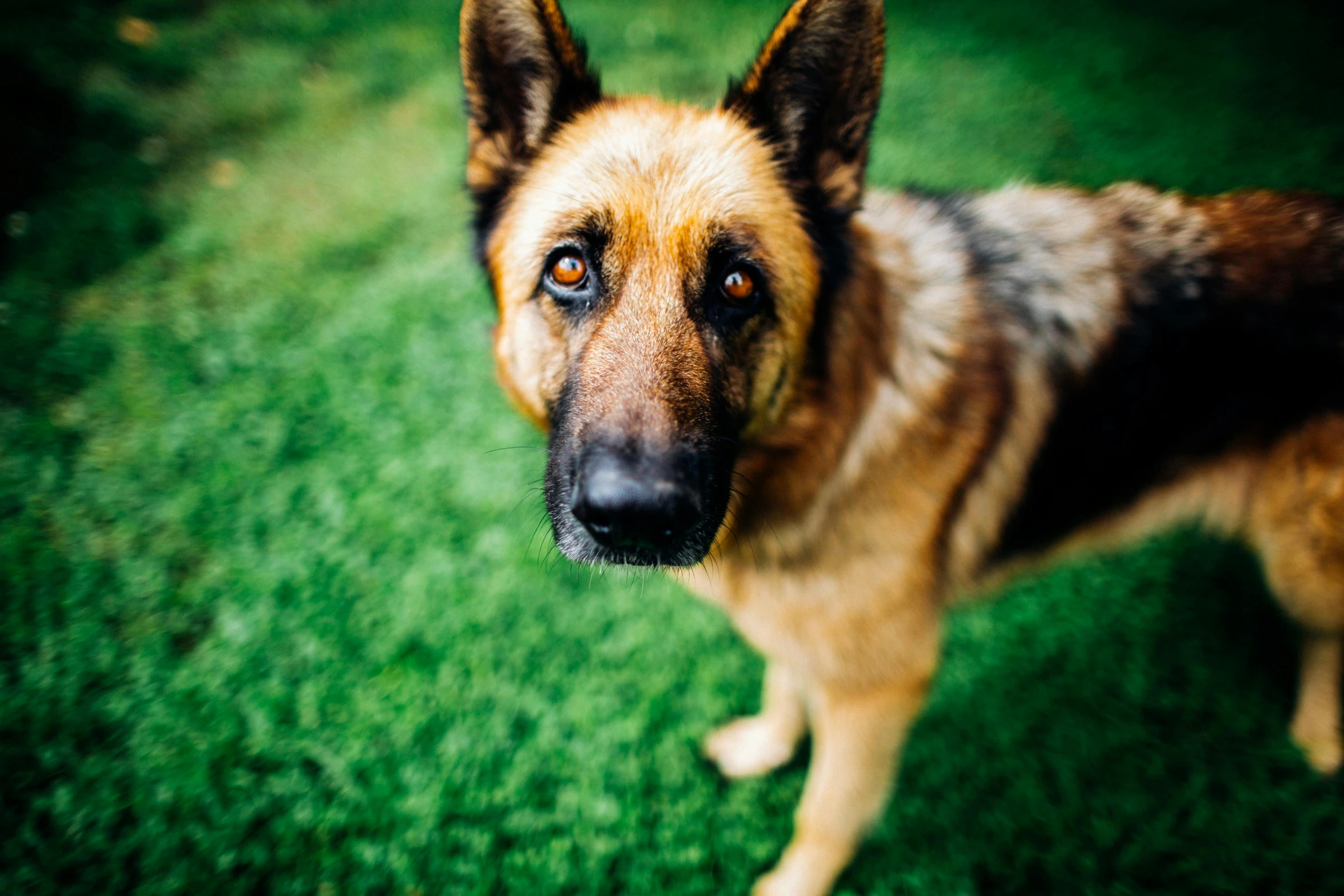 a dog looking directly at the camera with an intense look