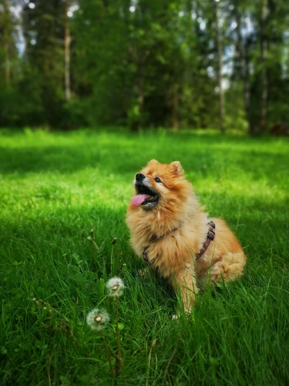 a small dog laying on top of a lush green field