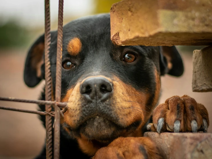 the black and brown dog looks at soing from behind the fence