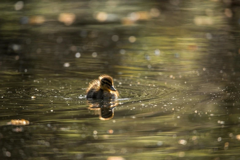 a small duck that is floating in some water