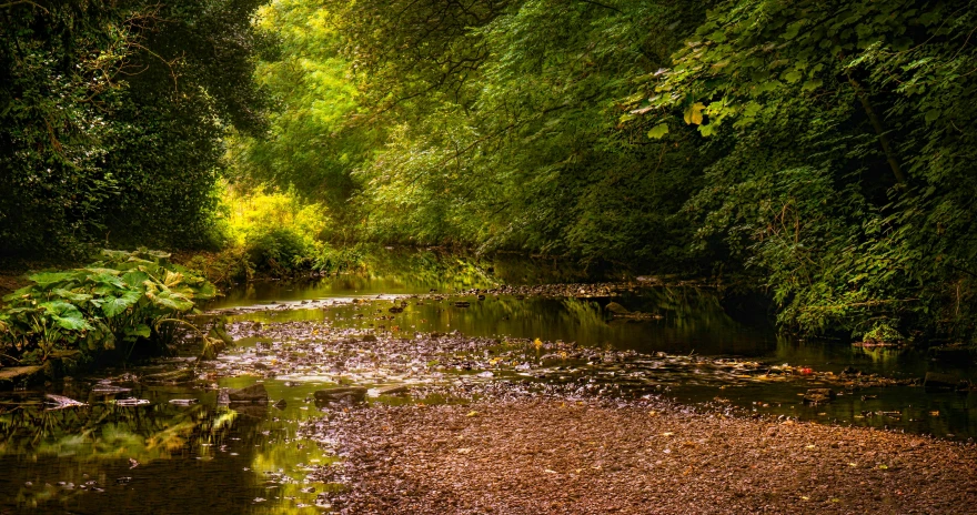 the water and trees are very calm and green