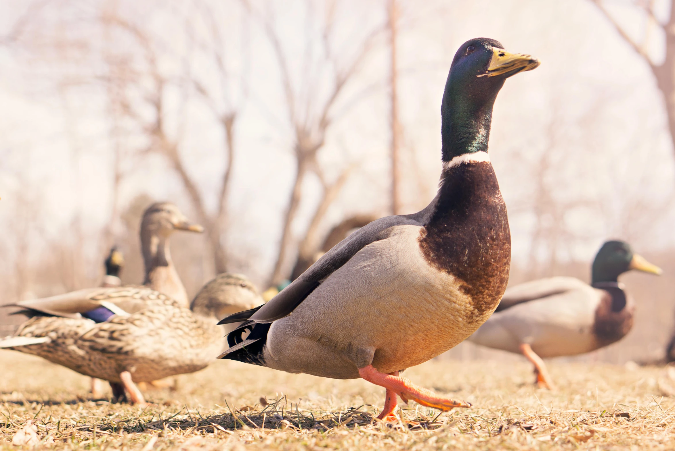 the ducks are standing in the field next to each other