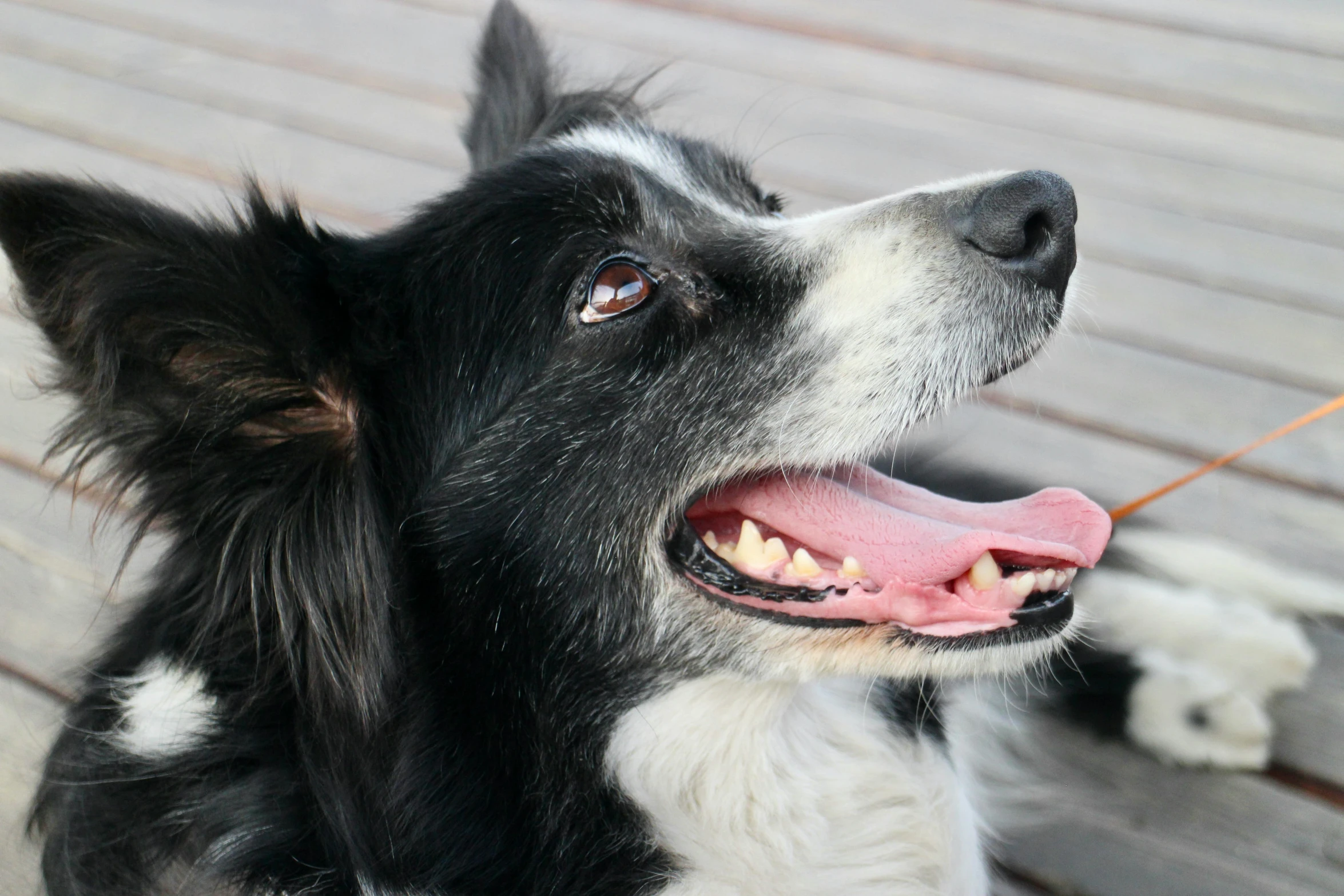 a close up of a dog on a leash