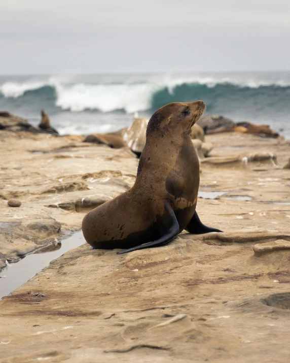 a seal laying on top of a rocky beach