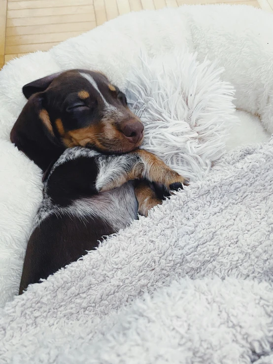 a small brown dog laying on top of a white bed