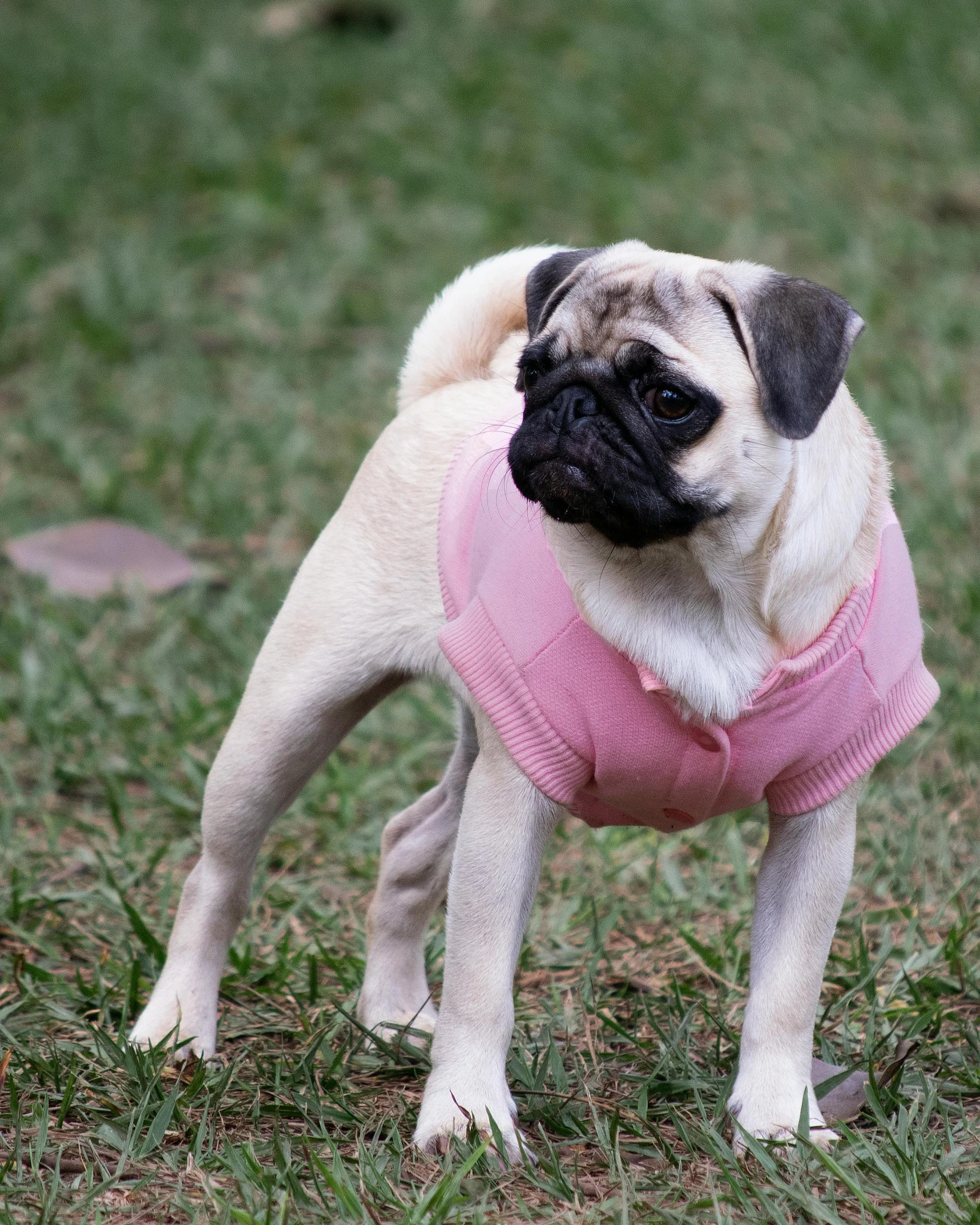 a small dog wearing a pink sweater and harness