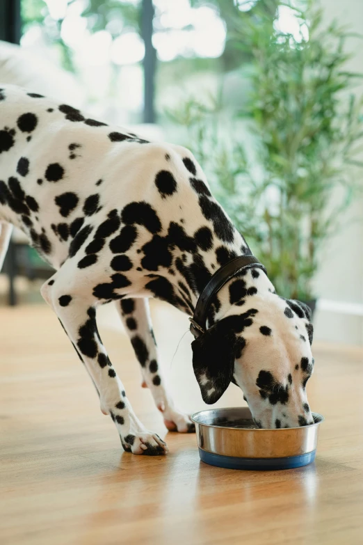 a spotted dog eating food out of his bowl