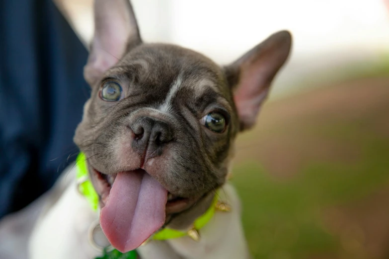 a small dog with his tongue hanging out