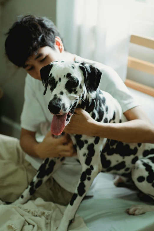 a dalmatian dog being petted by a man