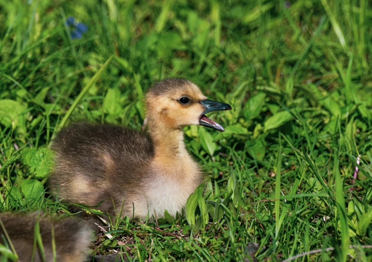 a little duck sitting in the grass, with its mouth open