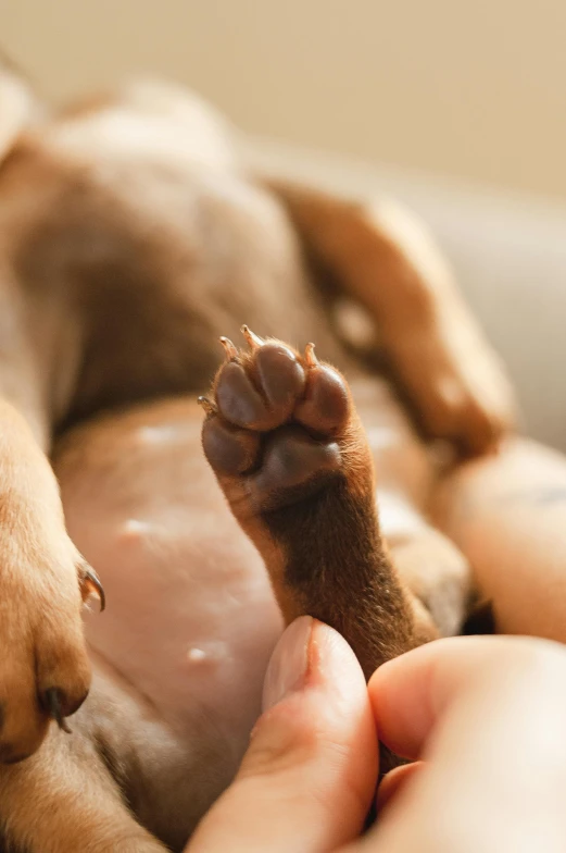 a person holding their puppy's paw as they lay down