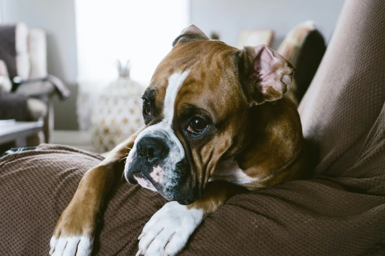 a dog lays on the couch in a living room