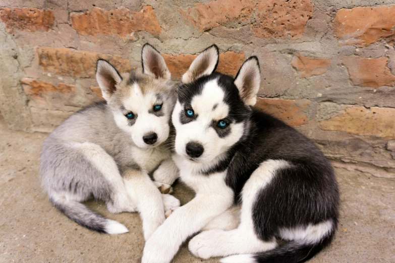 two husky dogs are sitting on a stone floor