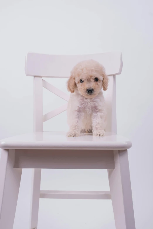 small white dog sitting on top of a white chair