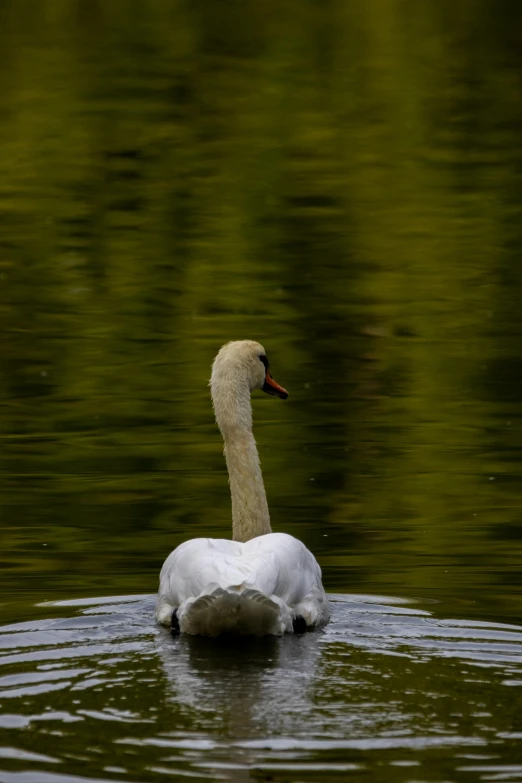 a single white swan is floating on top of the water