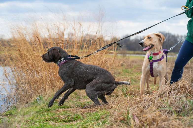 a woman and two dogs on a leash