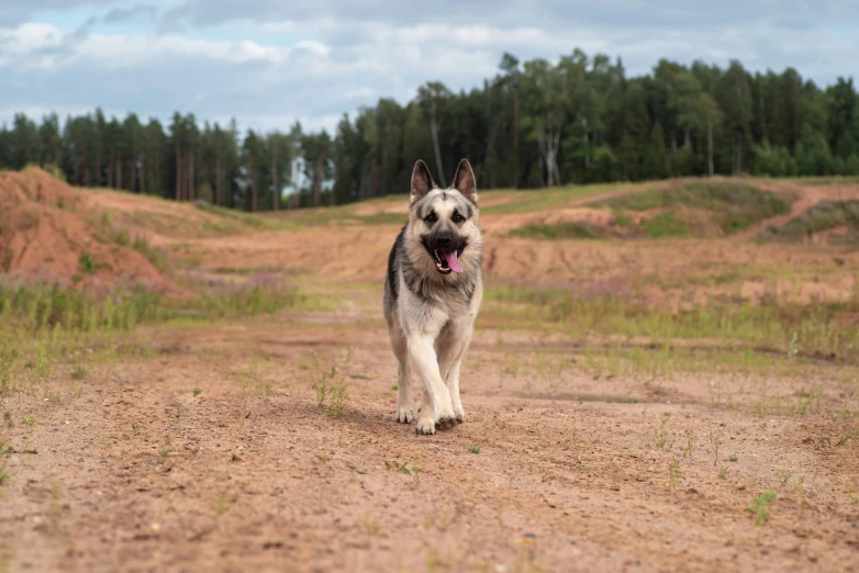 a large dog is running across a dirt road