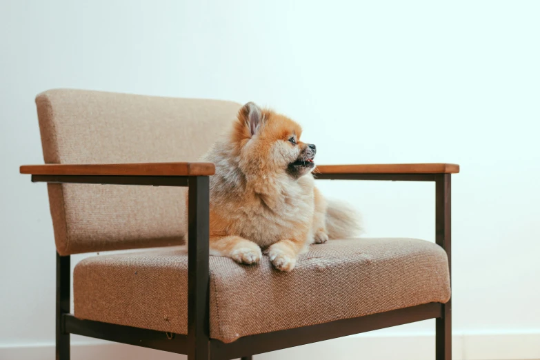 the large dog is sitting on the wooden chair