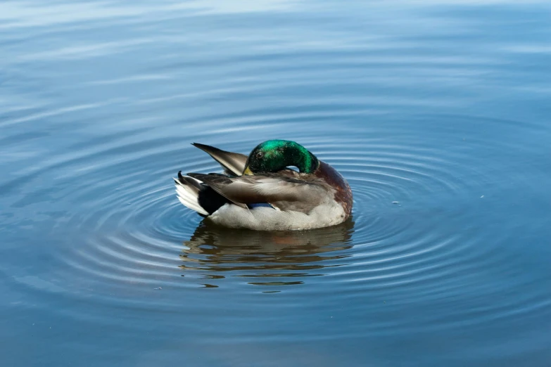 a mallard in the water on a sunny day