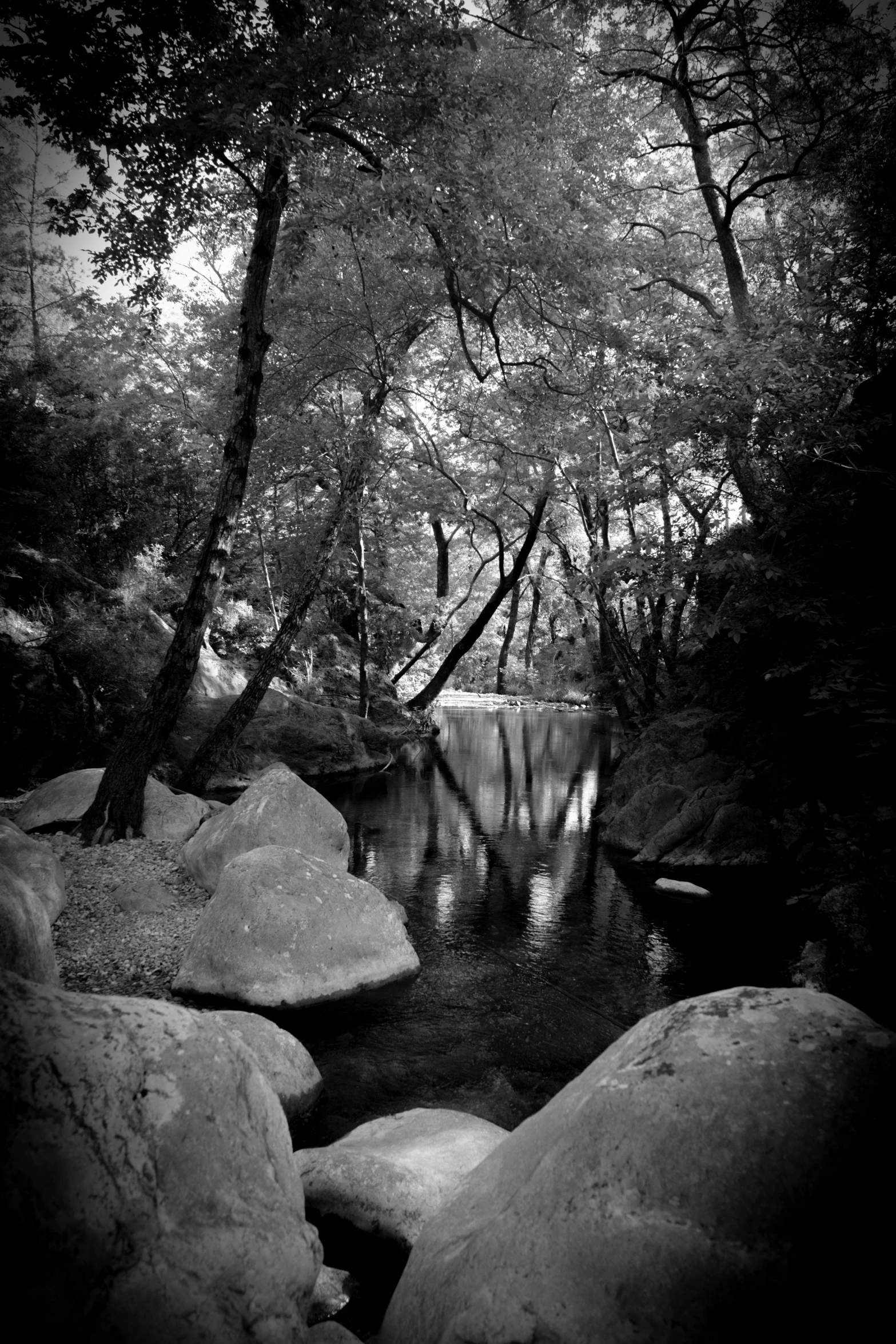 a river flowing through a lush green forest