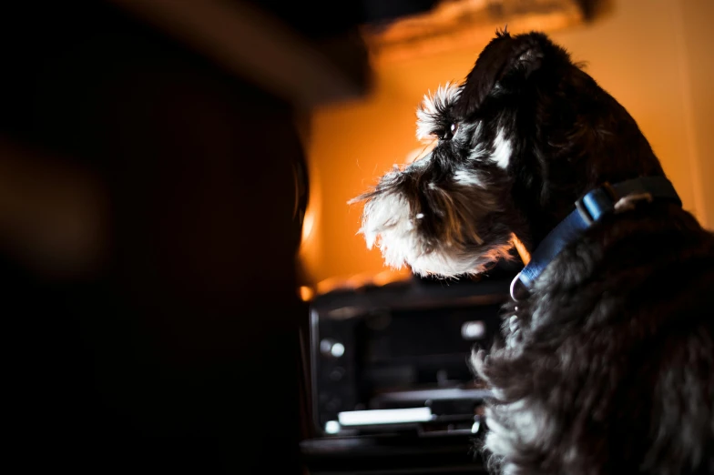 a small dog that is next to a piano