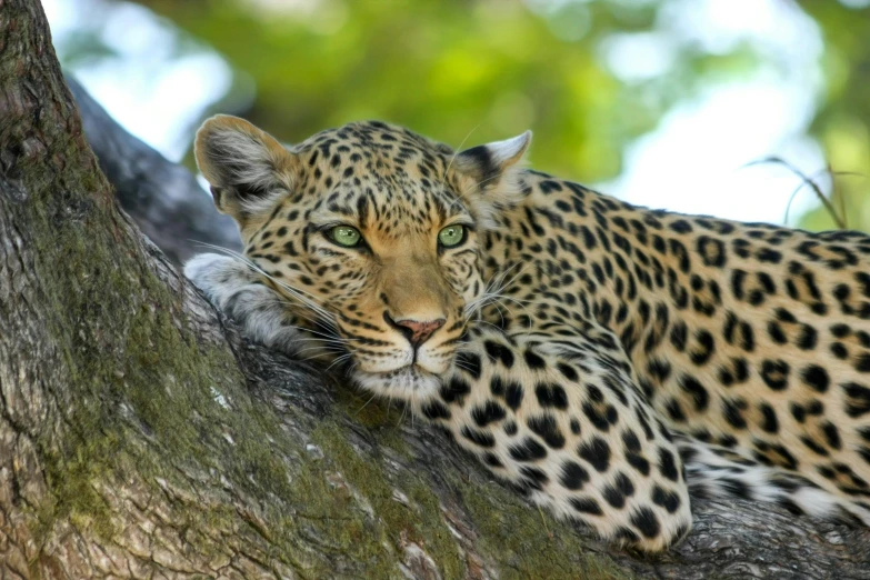 a leopard sitting on top of a tree in the forest