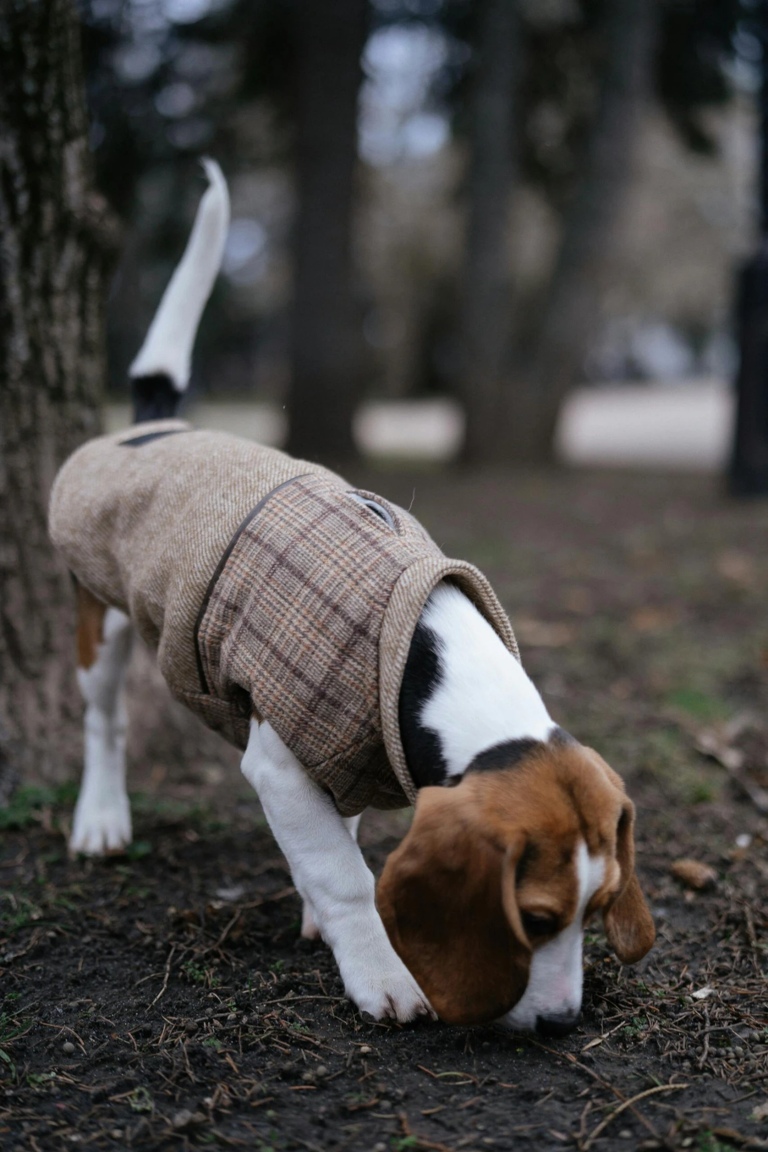 a beagle wearing a coat bends over to sniff the ground