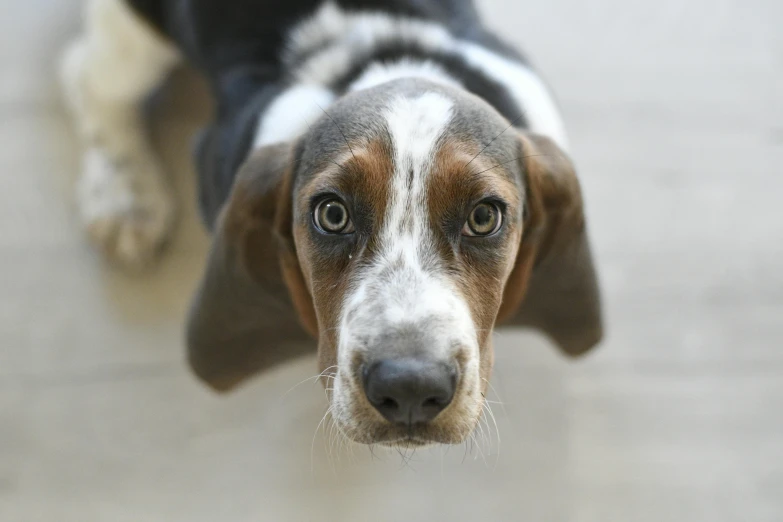 a dog's head and muzzle as if a beagle is looking at soing