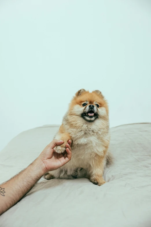 a person reaching for food off the side of a dog