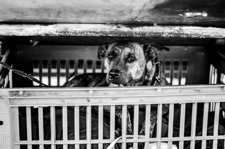 the dog is in the pen looking out at the camera