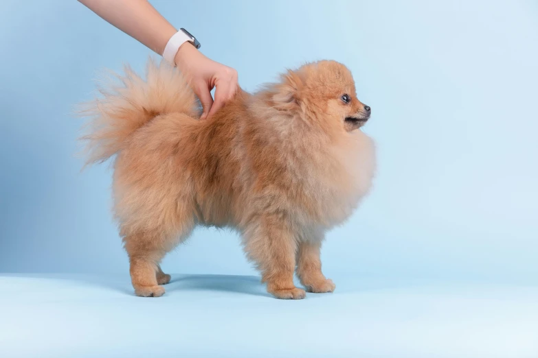 a small dog on a blue background being held by someone