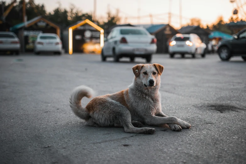a dog sits in the middle of a parking lot