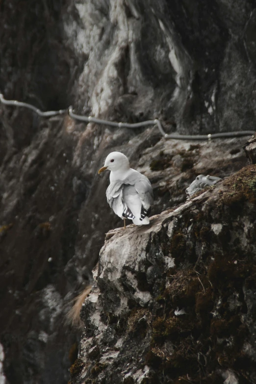 a seagull perched on a cliff near some cliff tops