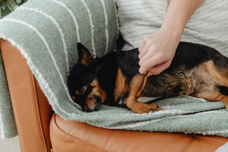 a small dog is sleeping on a chair