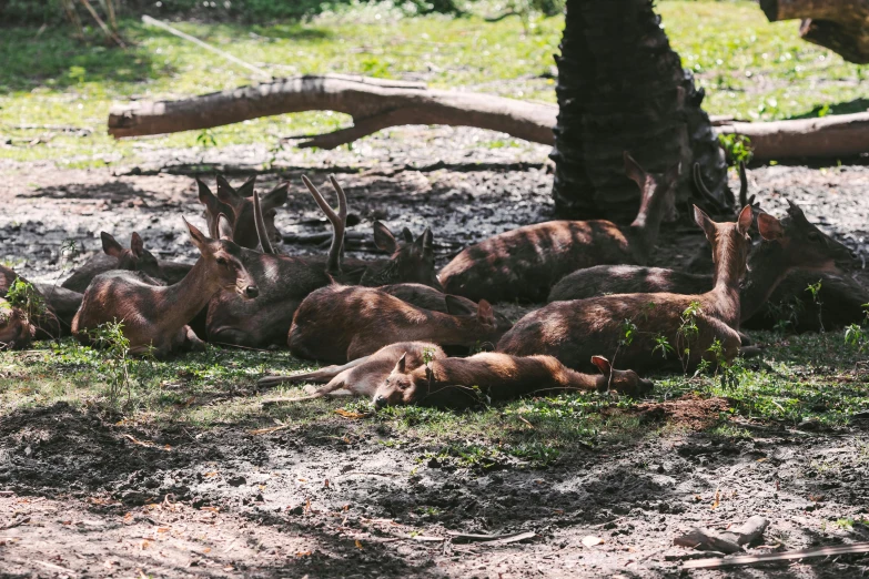 the baby deer are resting and eating