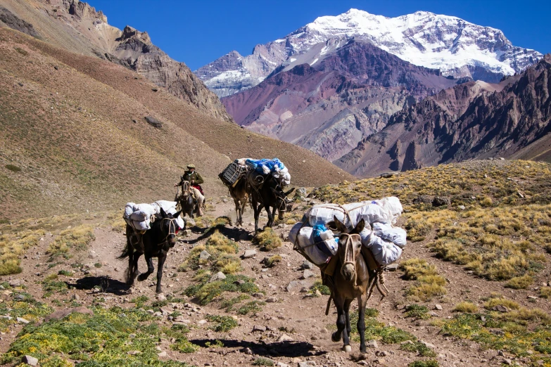 a few cows walking across a rocky road