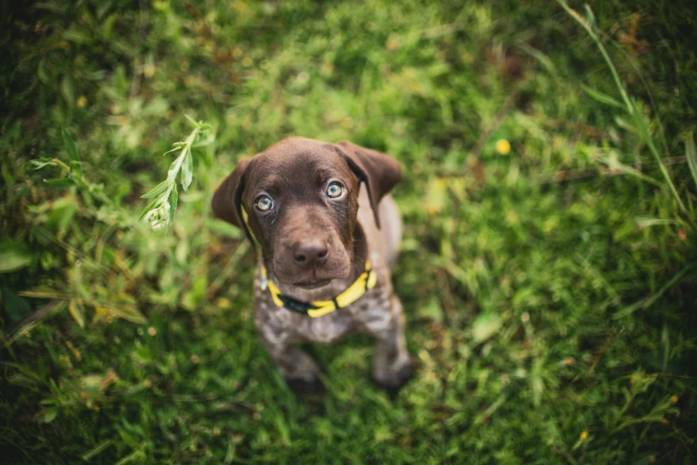 a brown dog looks up from its green grass field