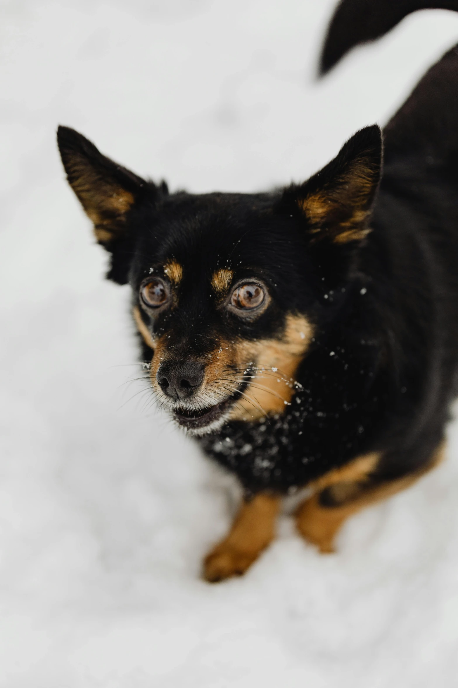 a dog is on snow and looks up at the camera