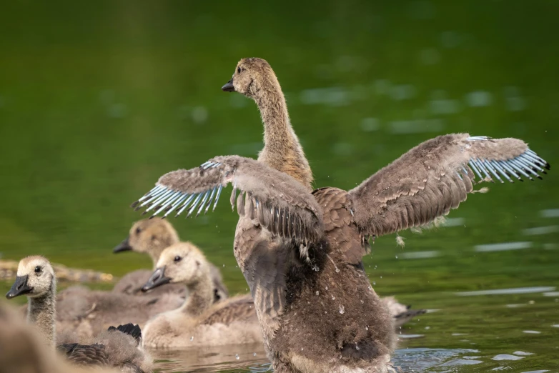 a baby duck flaps its wings to take off