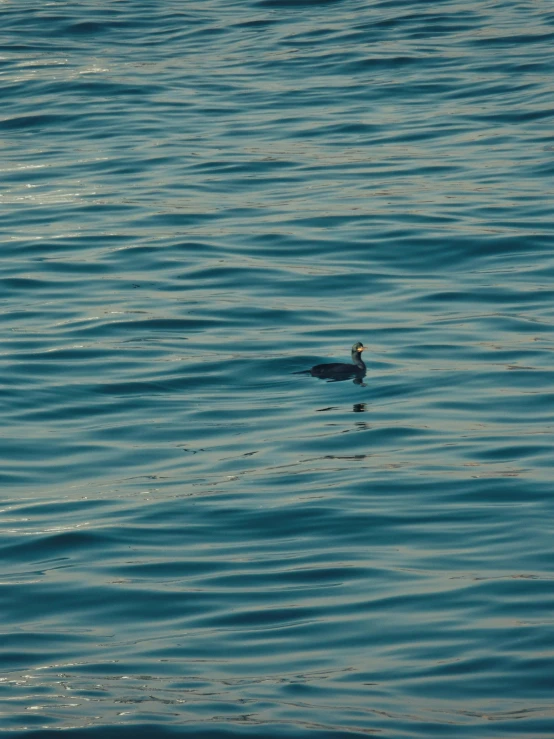 an image of a bird that is floating on the water