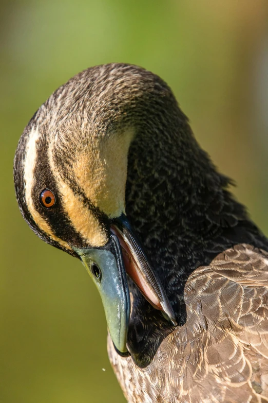 the close up of a bird with a very large beak