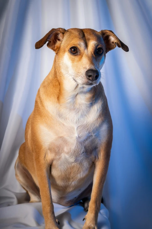 a dog sitting on top of a bed with white sheets