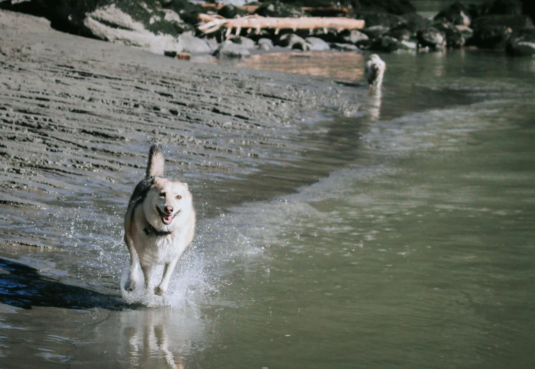 two dogs are in the shallow water on the beach