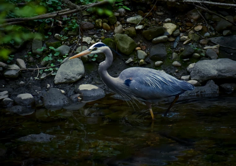 a bird that is standing in some water