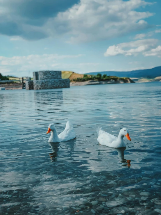 two ducks in the water next to some buildings