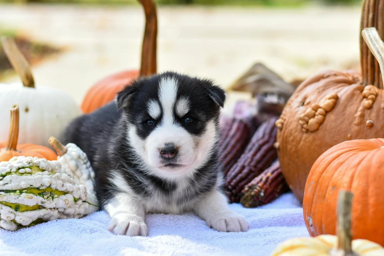 a dog sits among the many pumpkins that have been picked from it