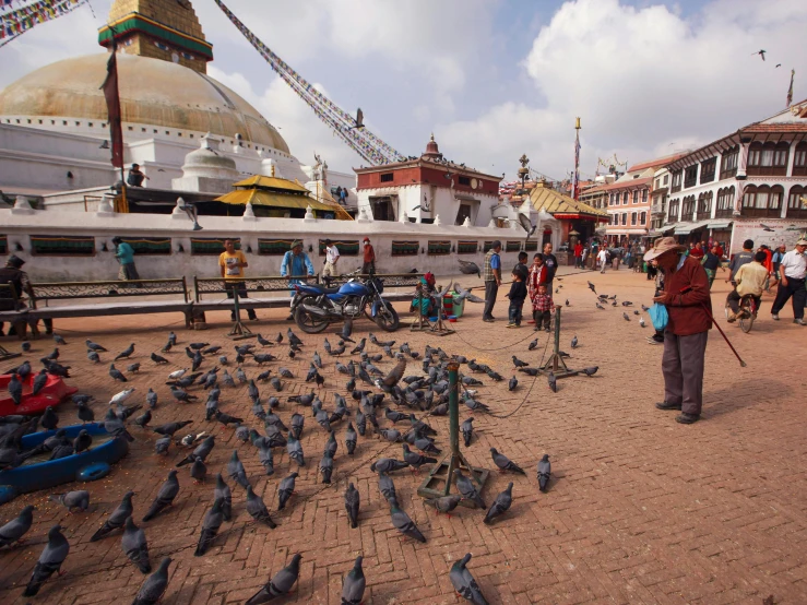 pigeons are gathered outside near a row of buildings