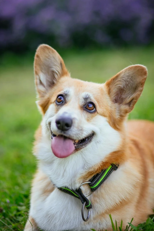 a happy dog smiles as he lays on the grass