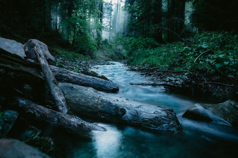 an empty stream flowing between green trees